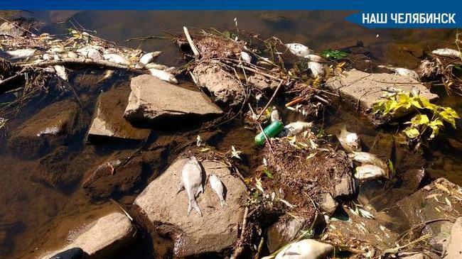 🐟 Рыбнадзор провел проверку и назвал причину массовой гибели рыбы в реке Ай (Златоуст, Челябинская область). 