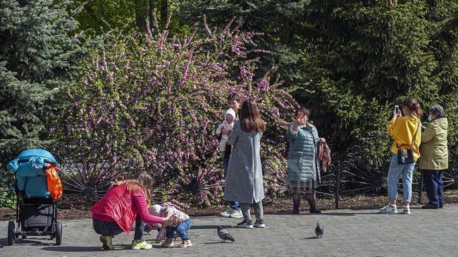 🌸 В горсаду имени Пушкина зацвела сакура