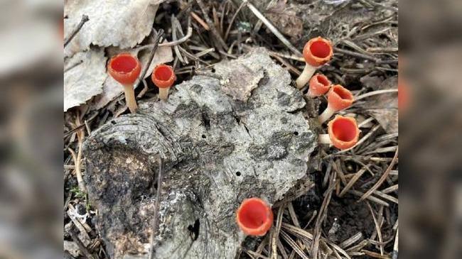 🍄🟫 В нацпарке «Таганай» был найден новый вид грибов