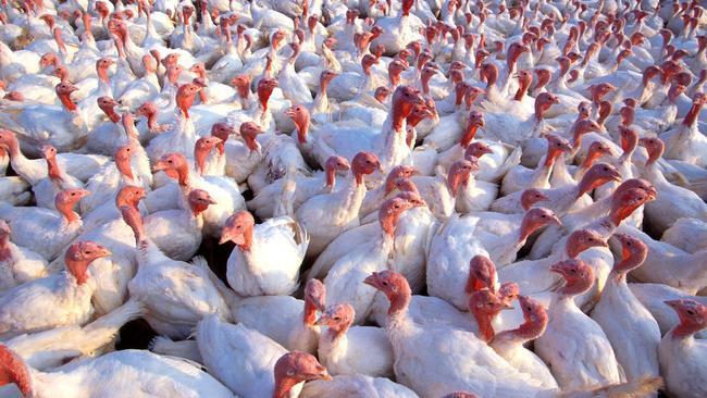 4 тонны мяса индейки с геномом птичьего гриппа завезли в Челябинскую область
