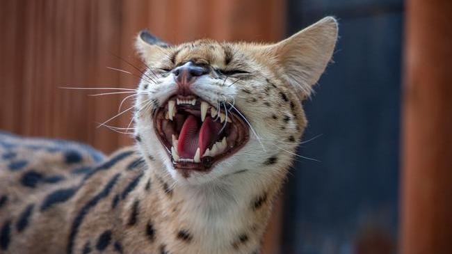 О, солеееее! О, соооле мяуууу! 😂 Когда от солнечной погоды душа поет даже у котиков в Челябинском зоопарке!