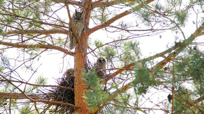 На дереве рядом с ЧелГУ поселились две взрослые совы и совята