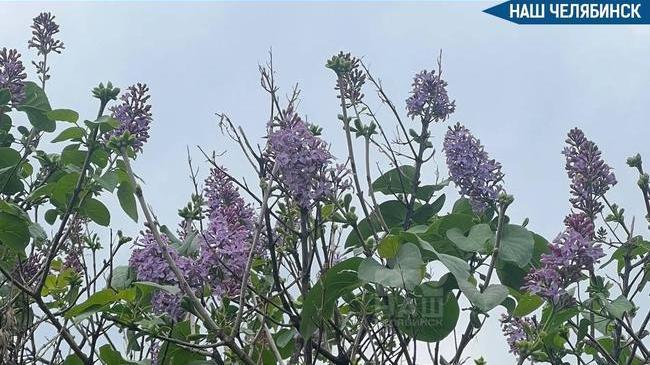 🌸 Сирень зацвела во второй раз в Челябинской области