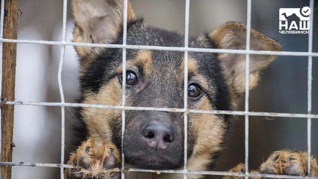 🐕 Требования к приютам для животных установили в Челябинской области. 