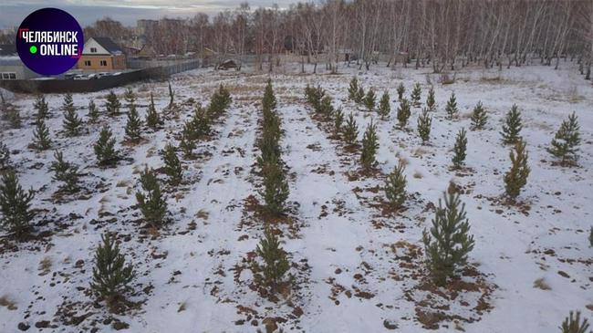 🌲В Челябинске высадили больше трёх тысяч деревьев.
