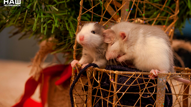 🐭🐁В Челябинском зоопарке раздают милейших крысят