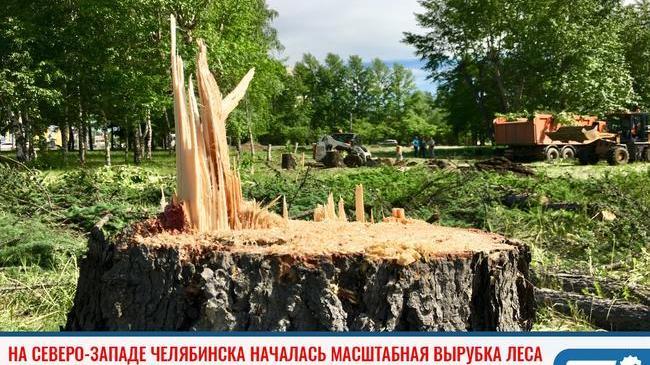 ❗На Северо-Западе Челябинска началась масштабная вырубка леса 🌳