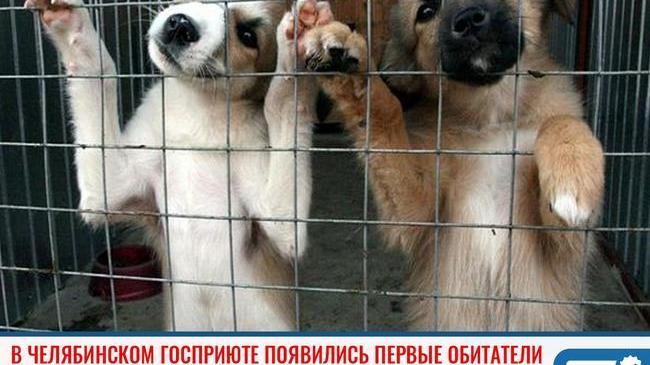🐕 В челябинском госприюте для безнадзорных животных появились первые обитатели