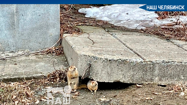 ☺ В ботаническом саду ЧелГУ накануне, 5 апреля, проснулись суслики. 