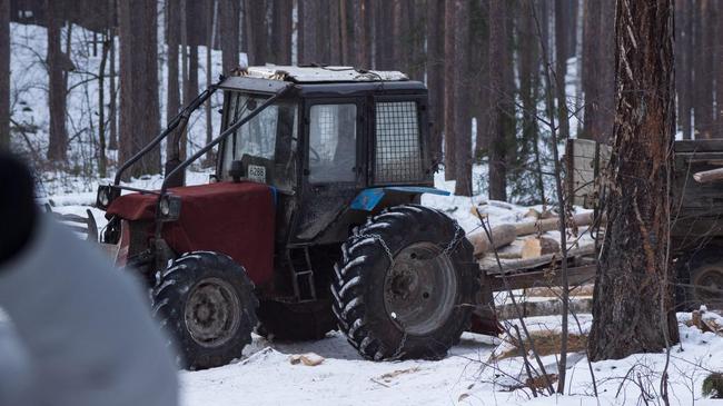 Активисты сфотографировали вырубку леса в охранной зоне озера Тургояк