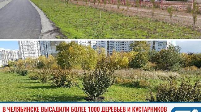 ⚡ На Северо-Западе Челябинска высадили более 1000 деревьев и кустарников 🌳