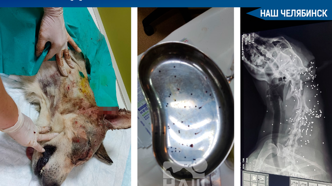 😱 На Южном Урале неизвестные расстреляли собаку. 