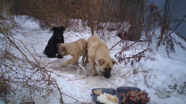 Щенки замерзают