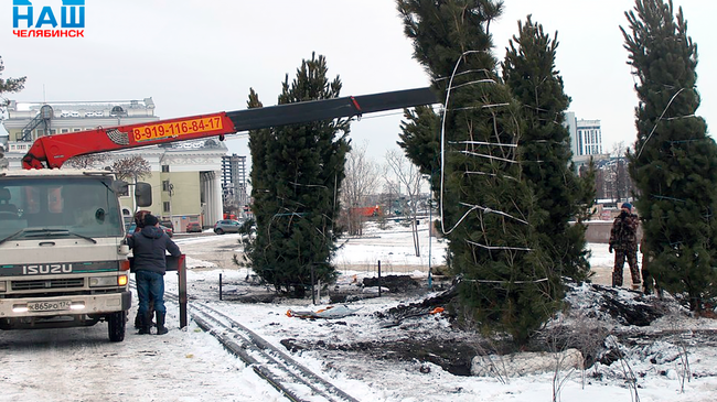 🌳 Вместо срубленных тополей в Челябинске высадили кедры 