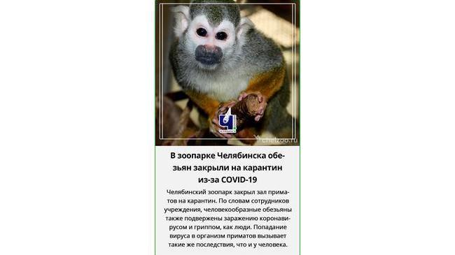 🙊 Мартышек на карантин! 