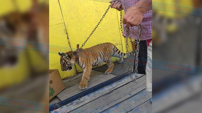 Тигр из передвижного зоопарка покусал пятилетнюю девочку 