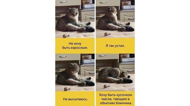 И так каждое утро 😄