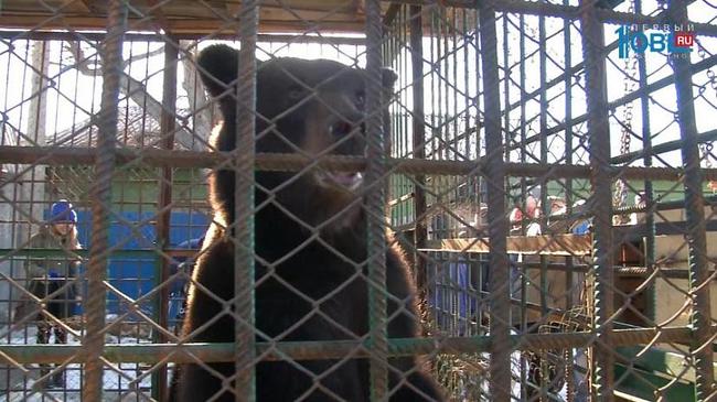 Медведица Маня справила новоселье в челябинском приюте для животных 