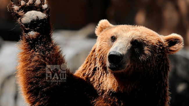 🐻 Южноуральских грибников предупредили о бродящем медведе 