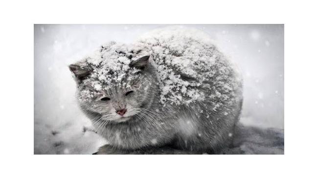 ❗Достаем пуховики и шапки 👉🏻 В начале недели в Челябинской области выпадет снег ❄