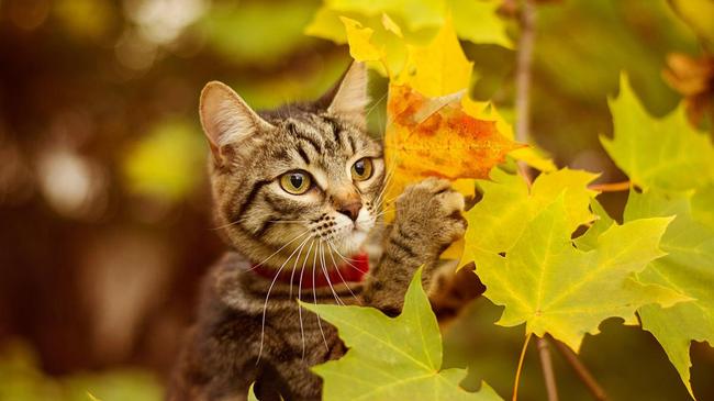 🍂 Челябинцев ждет теплое начало недели.
