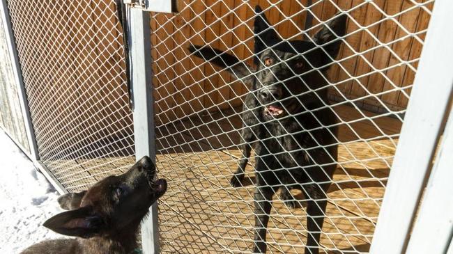 «Люкс Вода» за миллион для кошек и собак: в расходах «Горэкоцентра» нашли нарушения
