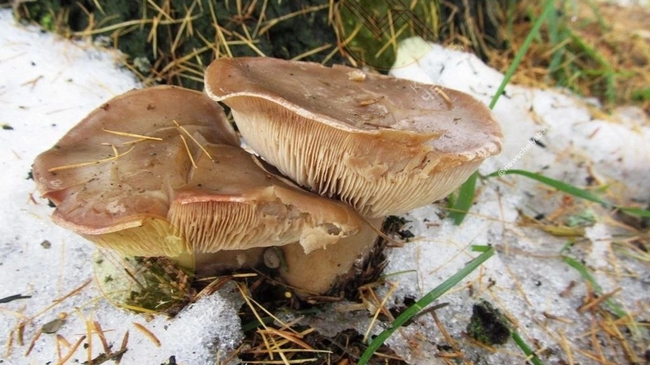🍄 Несмотря на то, что до зимы осталось две недели, а в области продолжают находить грибы. 