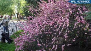 🌸 В челябинском парке расцвела сакура