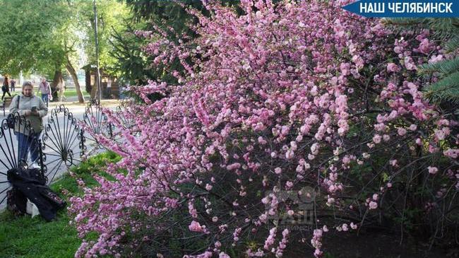 🌸 В челябинском парке расцвела сакура