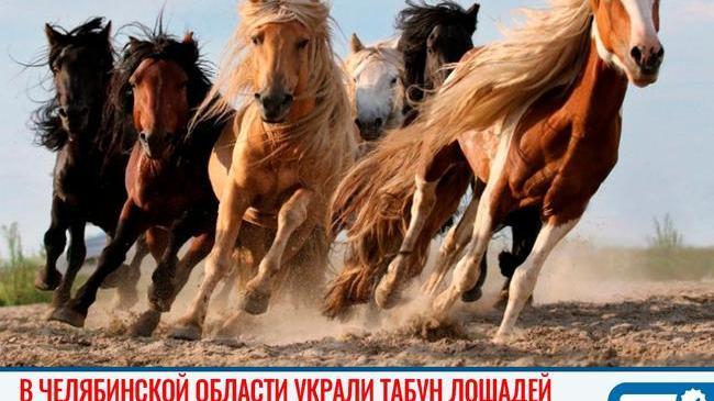 🐎 Табун лошадей стоимостью 700 тысяч увели у жителя Челябинской области. 
