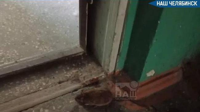 🐀 Крысы завелись в челябинском подъезде 