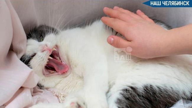 😾 В Челябинске объявили карантин из-за бешенства у домашних кошек