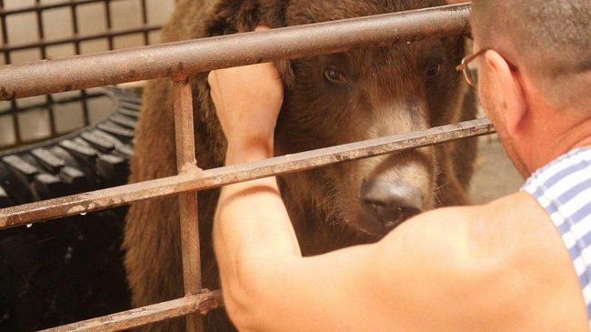 Спасенный южноуральцами медведь Степа научился стирать белье 