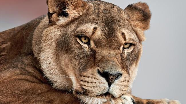 В челябинском зоопарке умерла львица Виктория. 17-летняя питомица зоопарка тяжело болела.