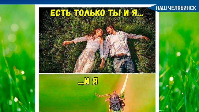 🐞В Челябинской области в 2021 году на 13,7% снизилось число пострадавших от укусов клещей 