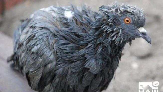 ‼ Не трогать и не кормить! В Челябинске голубей косит неизвестная болезнь