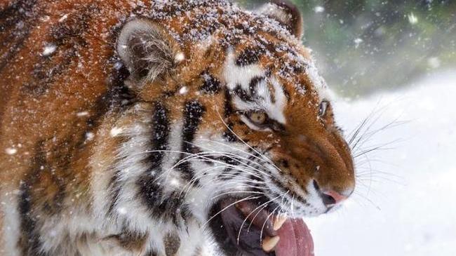 🐅 Семейство кошачьих в Челябинском зоопарке. Как вы относитесь к зоопаркам? 🤔 