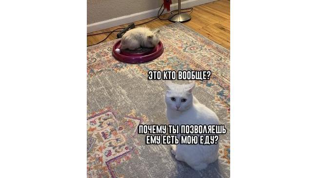 Трагедия одного Koтэ... 😿