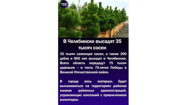 🌲В Челябинске высадят 35 тысяч сосен