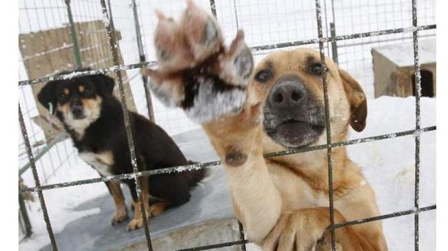 В «ГорЭкоЦентре» возобновили приём заявок на отлов бродячих собак