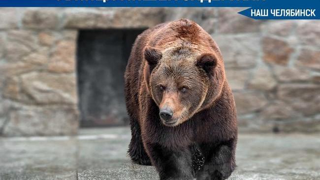 ❗⚡ Возбуждено уголовное дело об отравлении медведей в челябинском зоопарке. 