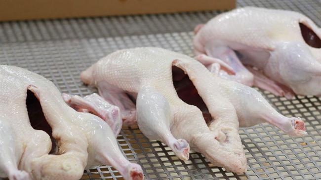 В мясе утки челябинского производства обнаружены бактерии