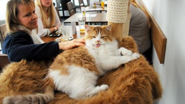 Челябинцам предложили гладить кошек в котокафе за 200 рублей в час
