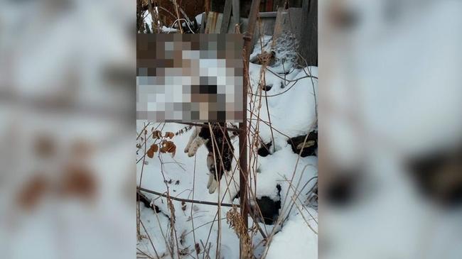 В Челябинске живодеры повесили щенка на заборе, и забили нескольких собак в заброшенном доме. Фото без цензуры внутри статьи.