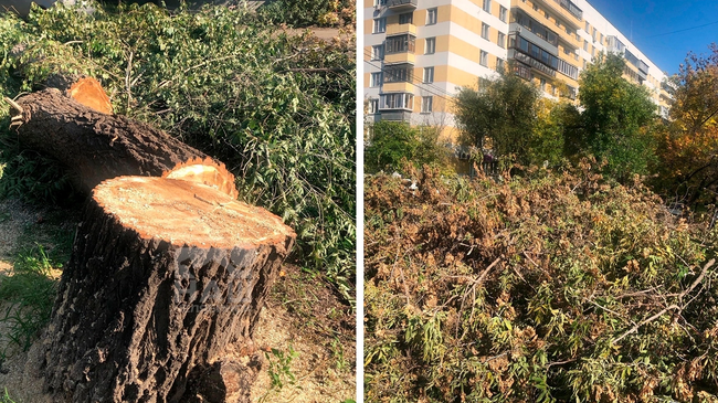 🤬 Деревья вырубили в аллее на Кирова