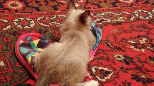 Потерялся котенок