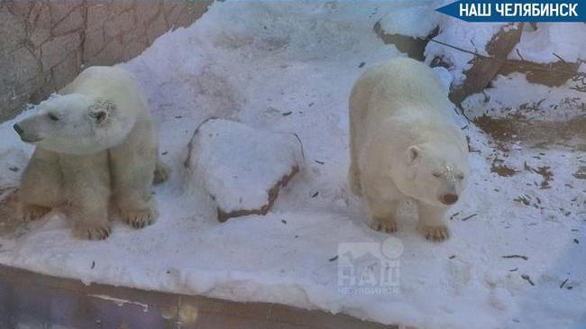 🐻‍❄️ Россельхознадзор выявил нарушения в содержании белых мишек в челябинском зоопарке 