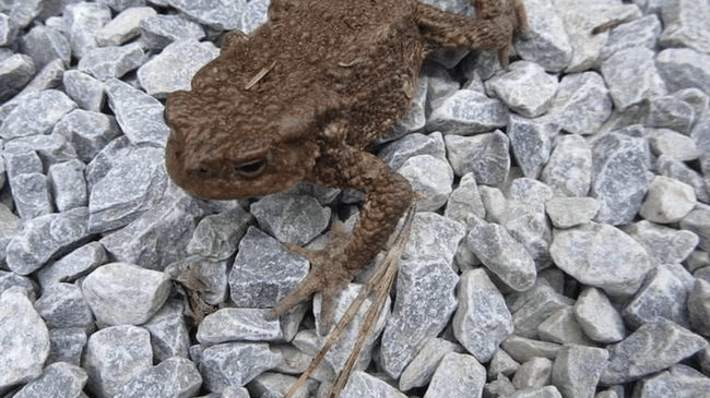 🐸 Ядовитые жабы на Таганае