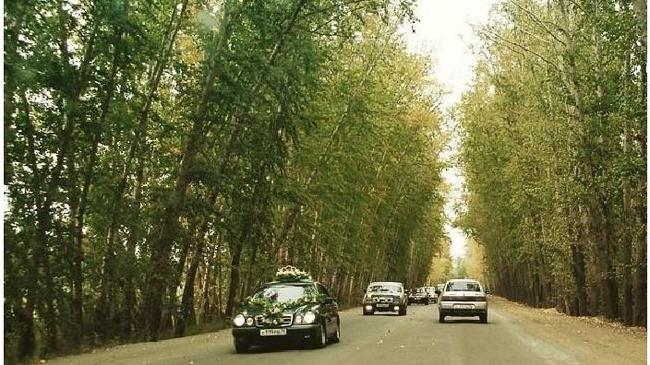 🌳Toпoлинaя aллeя  Ктo ee пoмнит тaкoй?