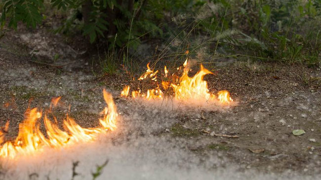 Челябинские поджигатели открыли сезон тополиного пуха   
